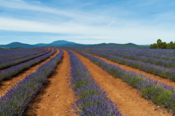 Lavanda Fotos de stock libres de derechos