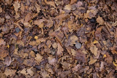 Eski sonbahar yaprakları arka planda karanlık depresyon