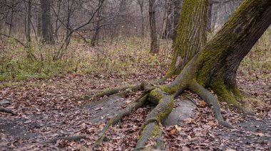 Ormandaki ağaçlar sadneeler