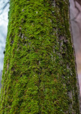 Peri arka planında yeşil yosun ağacı