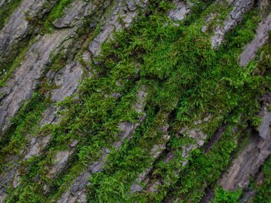 Yeşil yosunlu ağaç kabuğu. keskinleştirilmiş açılı