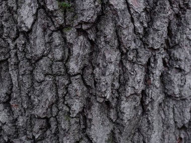 Ağaç kabuğu sert ve keskin bir dokusu var. Fantezi gezegeninden taş kayaları