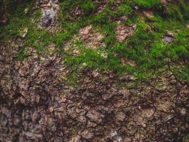 Yeşil yosunlu yaşlı ağaç kabuğu. Fantezi gezegeninden taş kayaları