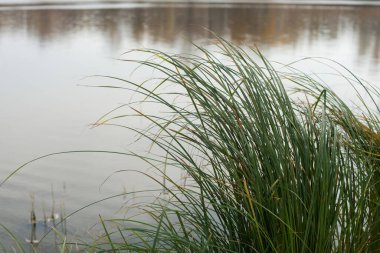 Suyun arka planındaki yeşil sazlıkların soyut doğal arkaplanı
