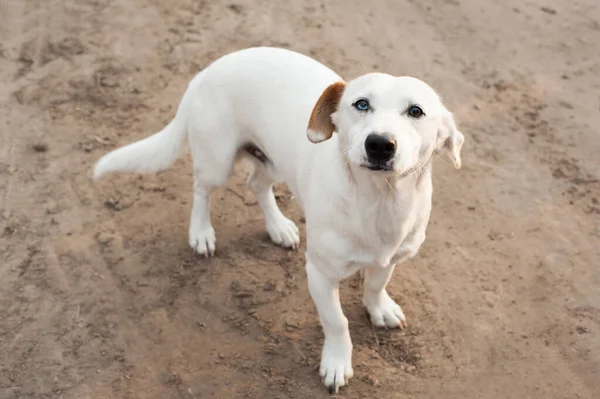 a white dog with different eyes looks up