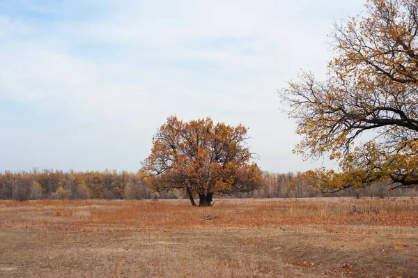 秋天的风景 秋天森林里的黄树 — 图库照片