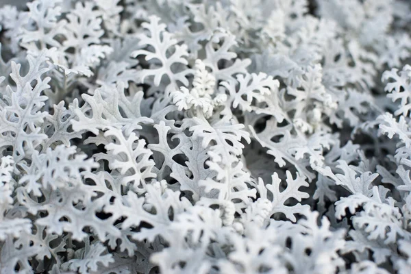 Cineraria Planta Ornamental Marina Fondo Natural Imagen de archivo