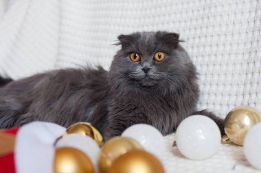 Açık arkaplanda Noel ağacı oyuncakları olan gri kedi