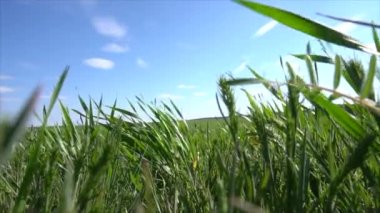 Filizlenmiş buğday dalları ilkbaharda tarlada rüzgarda sallanıyor.