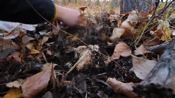 Las Manos Limpian Hongo Las Hojas Bosque Recogida Hongos — Vídeos de Stock