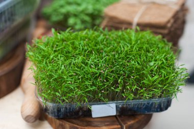 Vejetaryen salatası için filizlenmiş tohumlar.