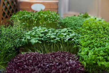 Vejetaryen salatası için filizlenmiş tohumlar.