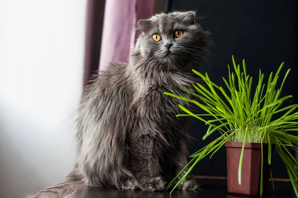 灰色の猫は鉢植えの草を — ストック写真