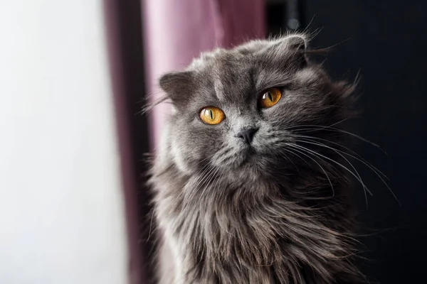 Retrato Gato Gris Esponjoso Con Ojos Amarillos Fotos de stock