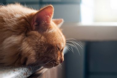 Kırmızı kedi pencerenin yanındaki komodinin üzerinde yatıyor.