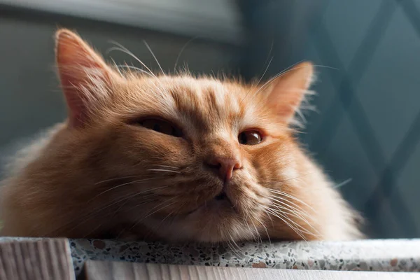 赤い猫が寝台の上に寝そべって — ストック写真