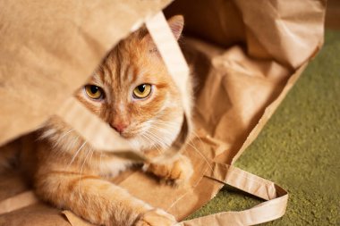 Kırmızı pofuduk kedi sırt üstü uzanmış, kağıt bir torba içinde, üst manzara
