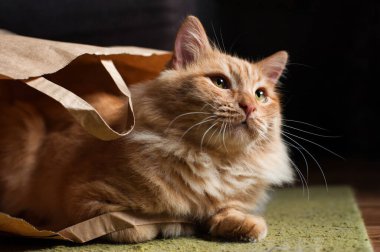 Kırmızı tüylü bir kedi, siyah bir arka planda bir kese kağıdında oturuyor.