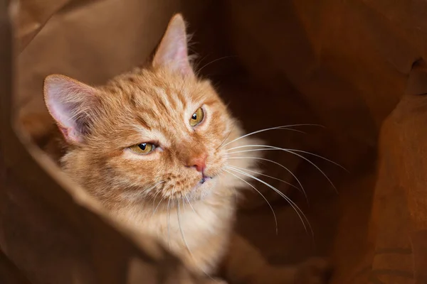 Gato Peludo Rojo Sienta Una Bolsa Papel Entrecerran Los Ojos — Foto de Stock