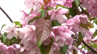 Güneşli bir günde rüzgarda kiraz çiçekleri açar.
