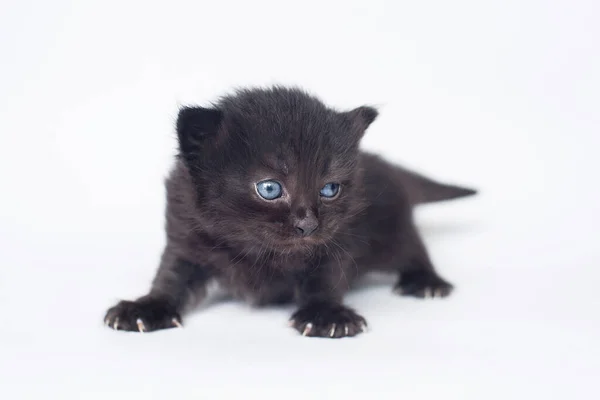 Gatito Negro Con Ojos Azules Edad Días Sobre Fondo Claro —  Fotos de Stock