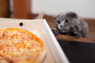 Büyük gözlü gri bir kedi pizzaya bakar.