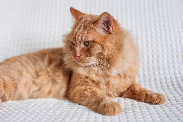 Gato Peludo Rojo Yace Sobre Una Manta Ligera — Foto de Stock