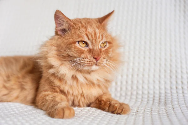 赤いふわふわの猫が薄手の毛布の上に — ストック写真