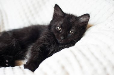 açık arkaplanda siyah kedi yavrusu