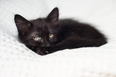 Açık arkaplanda üzgün gözleri olan siyah bir kedi portresi.