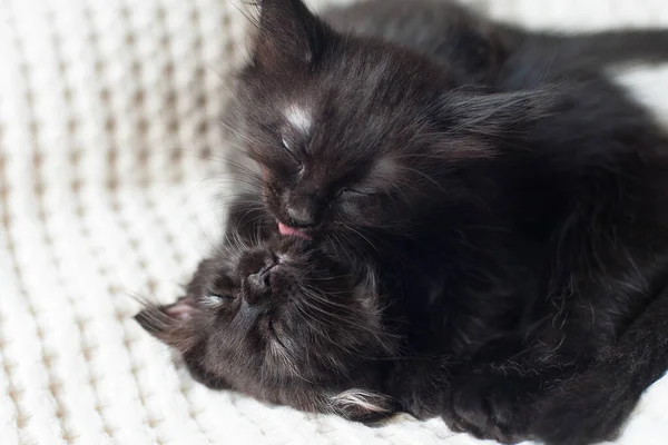 Two Black Kittens Lick Each Other Light Background — Fotografia de Stock