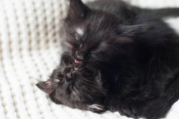 Dos Gatitos Negros Lamen Mutuamente Sobre Fondo Claro —  Fotos de Stock