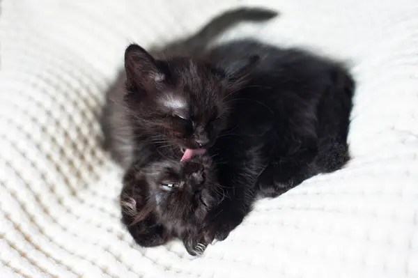 Dos Gatitos Negros Lamen Mutuamente Sobre Fondo Claro — Foto de Stock