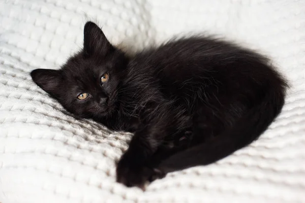 Açık Arkaplanda Siyah Kedi Yavrusu — Stok fotoğraf