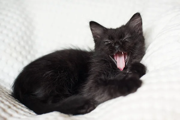 Gattino Nero Giace Uno Sfondo Chiaro Sbadiglia — Foto Stock