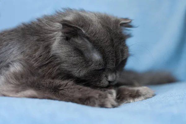 Gri Bir Kedi Mavi Arka Planda Patisini Yalıyor — Stok fotoğraf