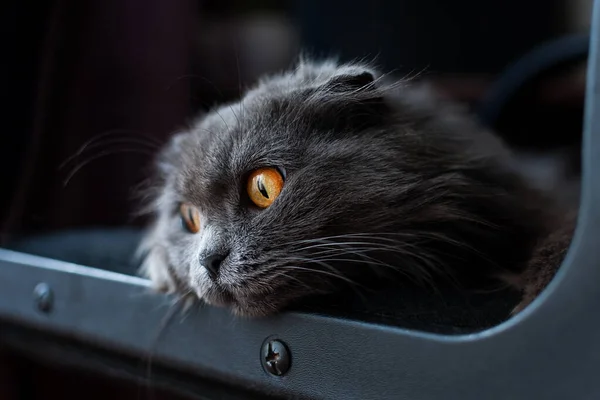 Gato Escocés Gris Está Acostado Una Silla Con Los Ojos —  Fotos de Stock