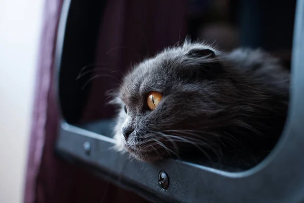 スコットランドの折り目の赤い目をした灰色の猫が黒い椅子の上に横たわっており フレームを見ています クローズアップ肖像画 — ストック写真