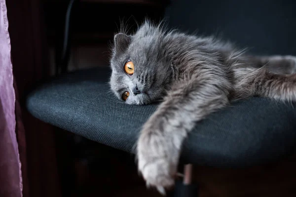 Μια Γκρίζα Γάτα Σκωτσέζικης Ράτσας Είναι Ξαπλωμένη Μια Καρέκλα Ένα — Φωτογραφία Αρχείου