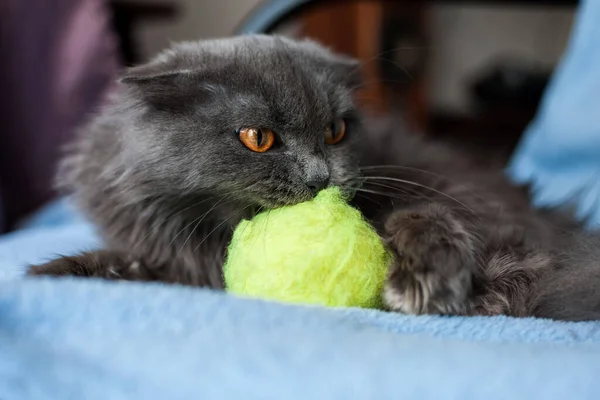 グレーの猫がテニスボールで遊ぶ — ストック写真