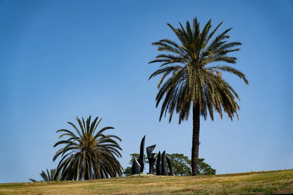 Palm Tree Israeli Park — Stock Photo, Image