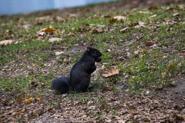 Écureuil avec écrou — Photo