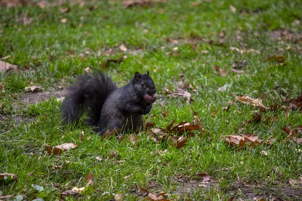 Écureuil avec écrou — Photo