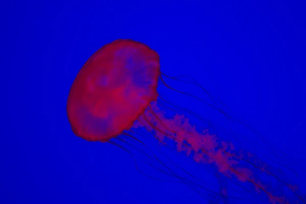 Águas-vivas espetaculares em Toronto Aquarium — Fotografia de Stock