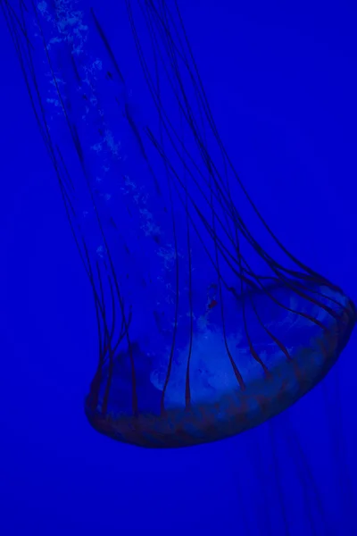 Medusas espectaculares en el Acuario de Toronto — Foto de Stock