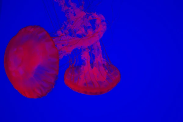 Spectaculaire kwallen in Toronto Aquarium — Stockfoto