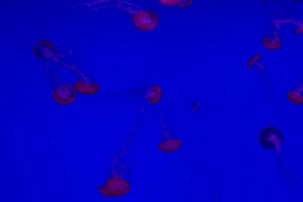 Látványos medúza akvárium Toronto — Stock Fotó