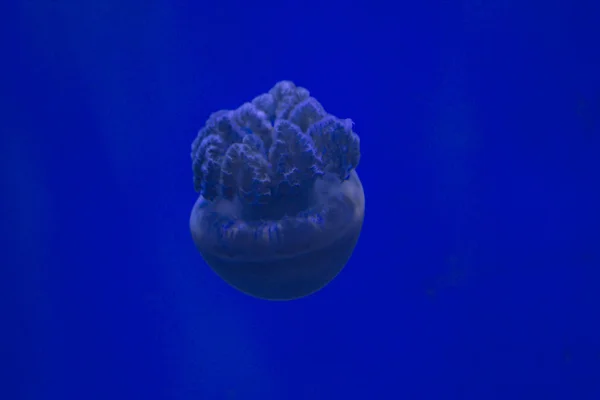 Águas-vivas espetaculares em Toronto Aquarium — Fotografia de Stock