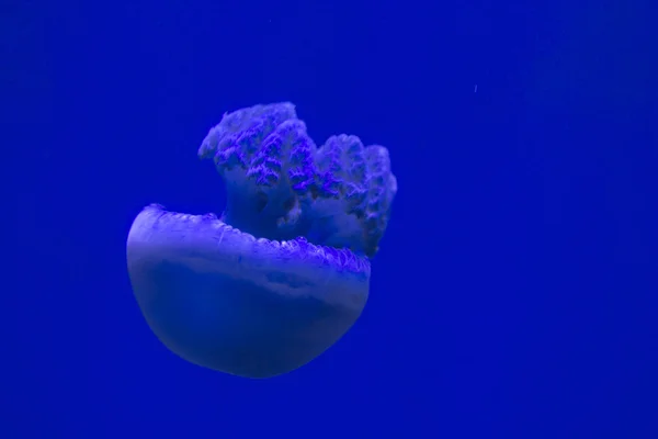 Méduses spectaculaires à l'aquarium de Toronto — Photo