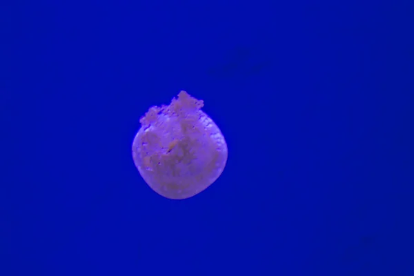 在多伦多水族馆的壮观水母 — 图库照片